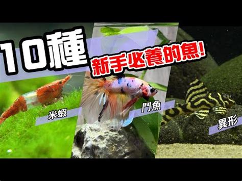 養觀賞魚|2024年最受歡迎觀賞魚